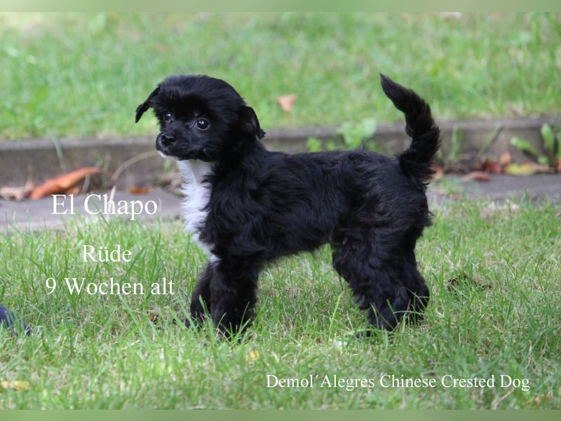 Wunderschöner Chinese  Crested Rüde mit VDH/FCI Papieren