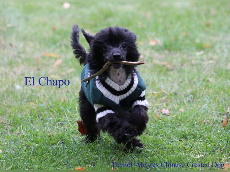 Wunderschöner Chinese  Crested Rüde mit VDH/FCI Papieren