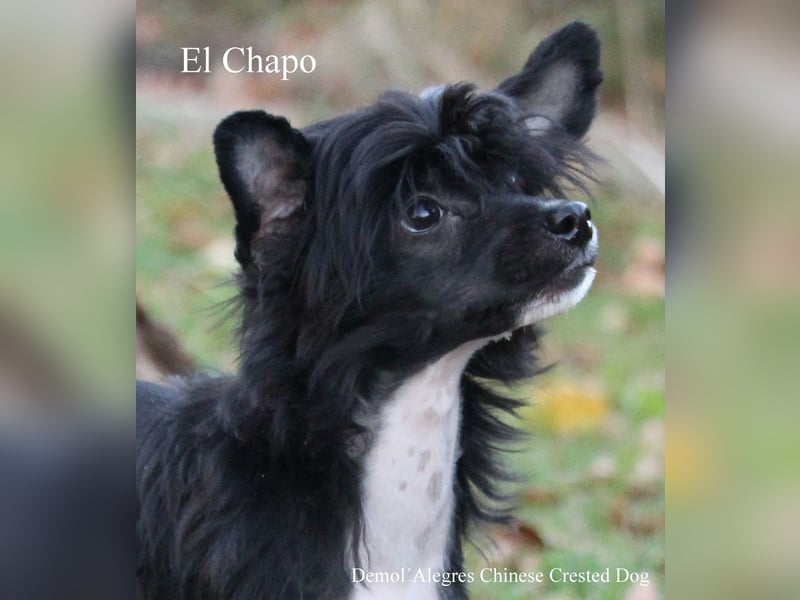 Wunderschöner Chinese  Crested Rüde mit VDH/FCI Papieren