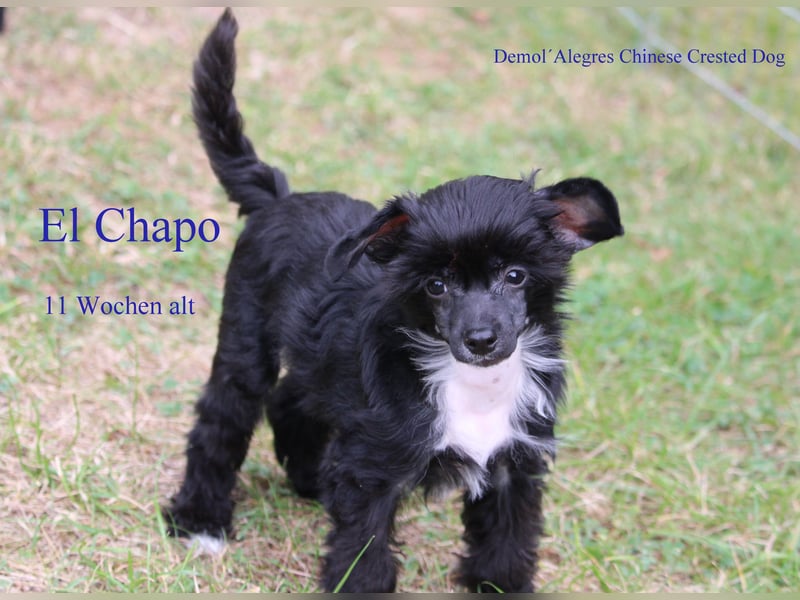 Wunderschöner Chinese  Crested Rüde mit VDH/FCI Papieren