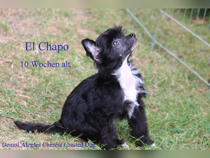 Wunderschöner Chinese  Crested Rüde mit VDH/FCI Papieren