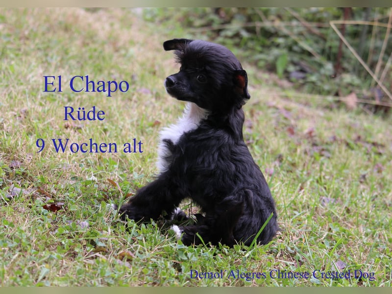 Wunderschöner Chinese  Crested Rüde mit VDH/FCI Papieren