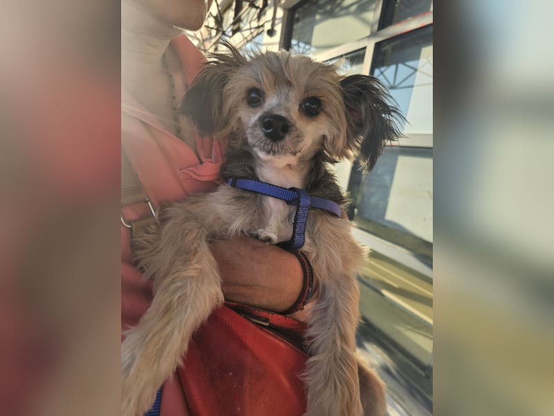 Chinese Crested mit Haaren Rüde Tierschutz