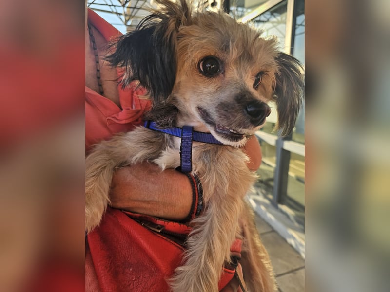 Chinese Crested mit Haaren Rüde Tierschutz