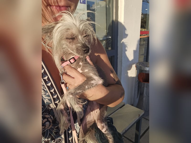 Chinese Crested Hündin 2 Jahre alt Tierschutz
