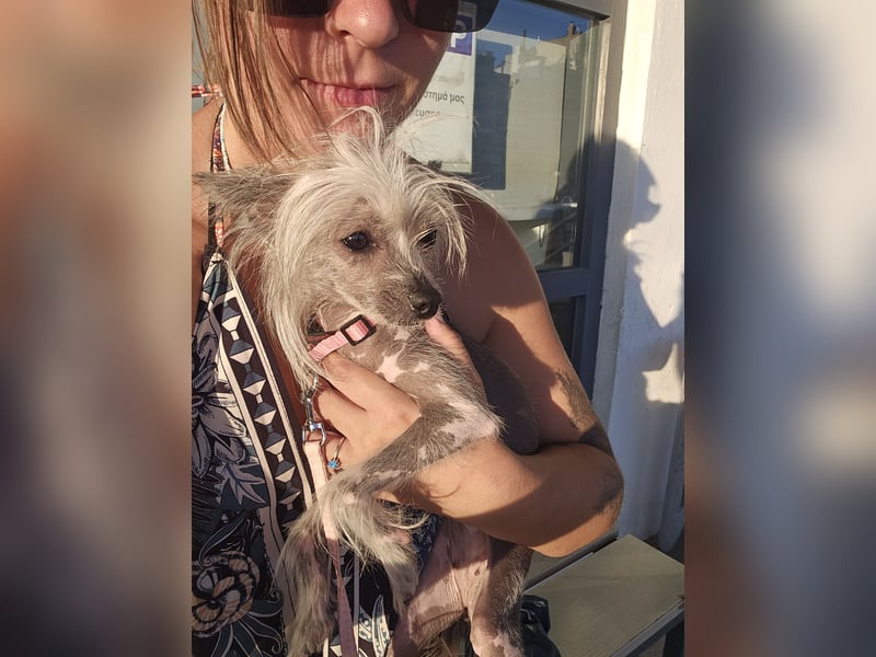Chinese Crested Hündin 2 Jahre alt Tierschutz
