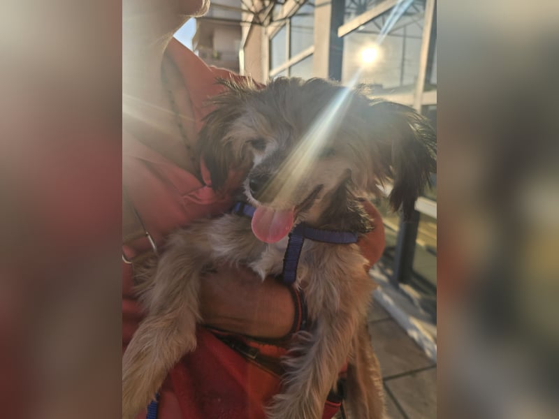 Chinese Crested mit Haaren Rüde Tierschutz