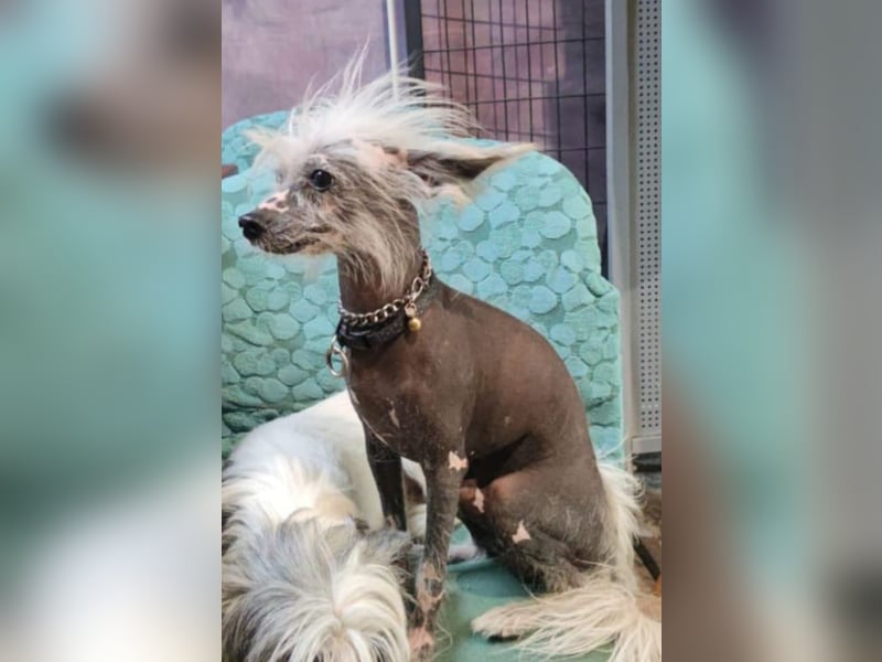Chinese Crested Hündin 2 Jahre alt Tierschutz