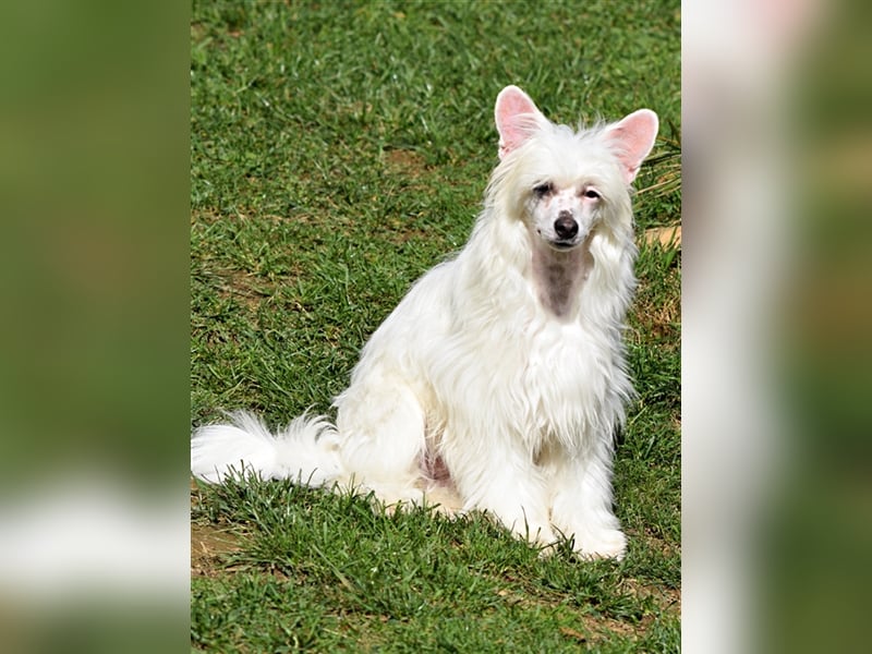 Aufgeweckte Powder Puff Mädchen auf der Suche nach ihren Herzensmenschen