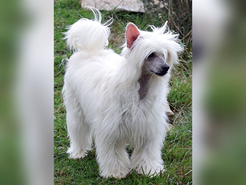 Aufgeweckte Powder Puff Mädchen auf der Suche nach ihren Herzensmenschen