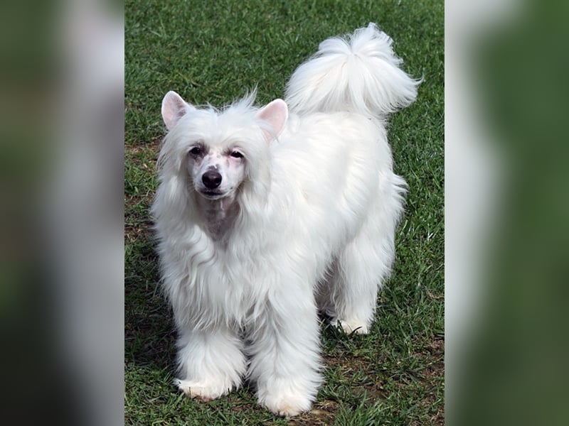 Aufgeweckte Powder Puff Mädchen auf der Suche nach ihren Herzensmenschen