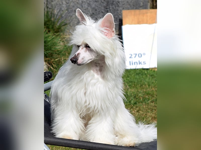 Aufgeweckte Powder Puff Mädchen auf der Suche nach ihren Herzensmenschen