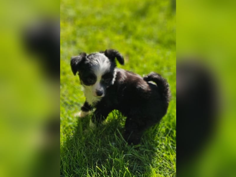 Wunderschöne Powder Puff Welpen