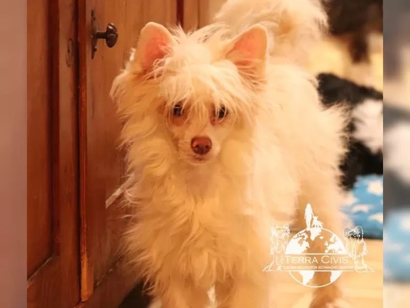 Chinese Crested Powder Puff Hündinnen