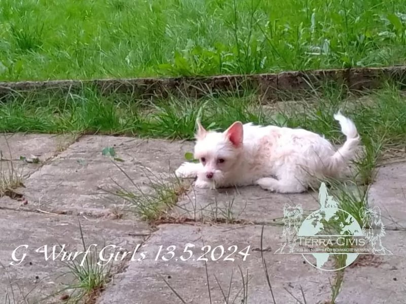 Chinese Crested Powder Puff Hündinnen
