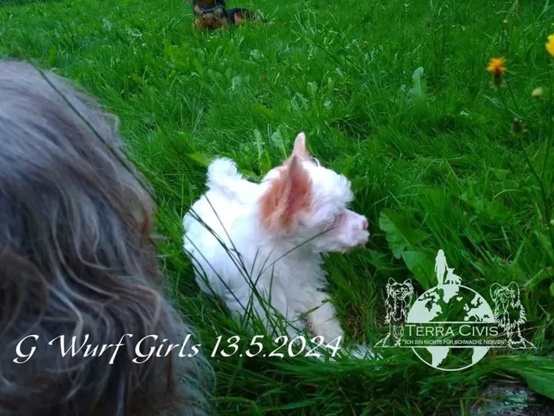 Chinese Crested Powder Puff Hündinnen