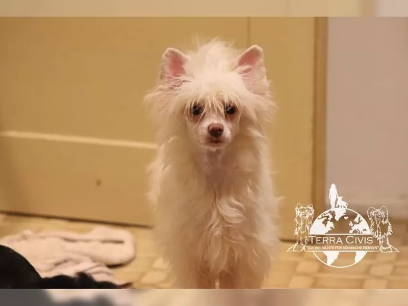 Chinese Crested Powder Puff Hündinnen