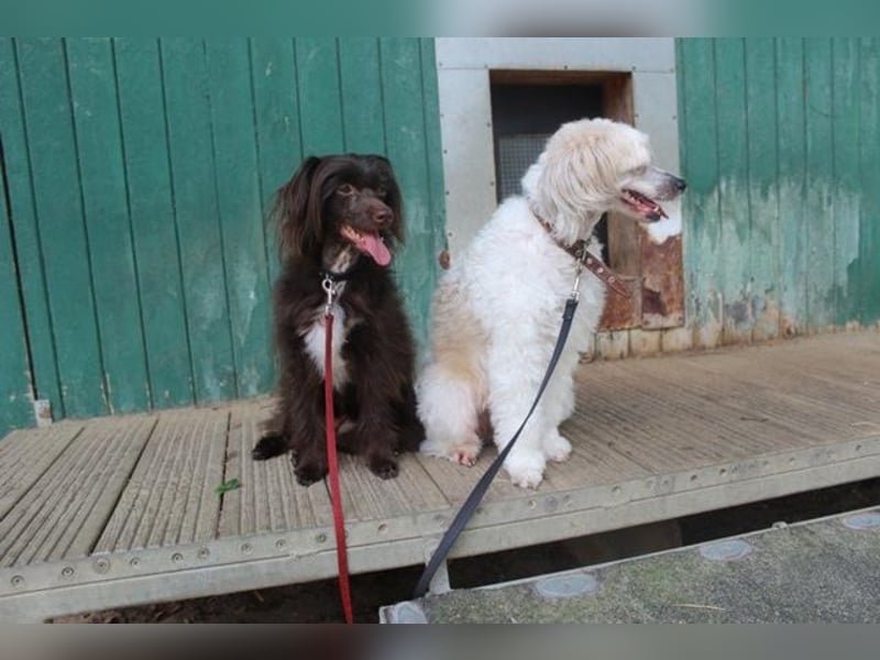 Nougat und Luna, Chinesischer Schopfhund, geb. 2022, Traumpaar sucht erfahrenes Zuhause