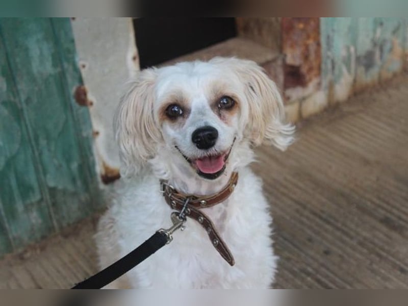 Nougat und Luna, Chinesischer Schopfhund, geb. 2022, Traumpaar sucht erfahrenes Zuhause