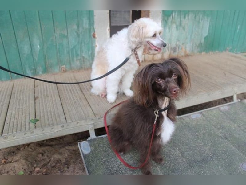 Nougat und Luna, Chinesischer Schopfhund, geb. 2022, Traumpaar sucht erfahrenes Zuhause
