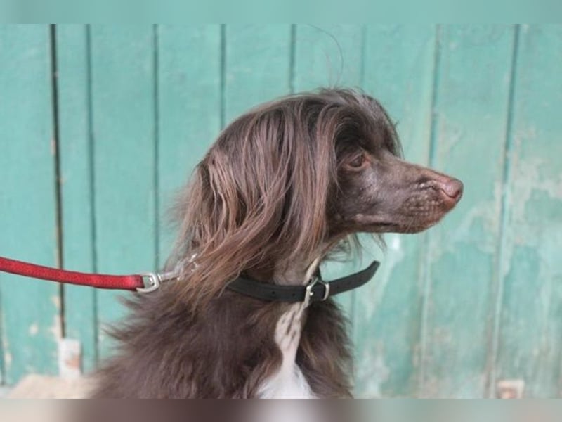 Nougat und Luna, Chinesischer Schopfhund, geb. 2022, Traumpaar sucht erfahrenes Zuhause