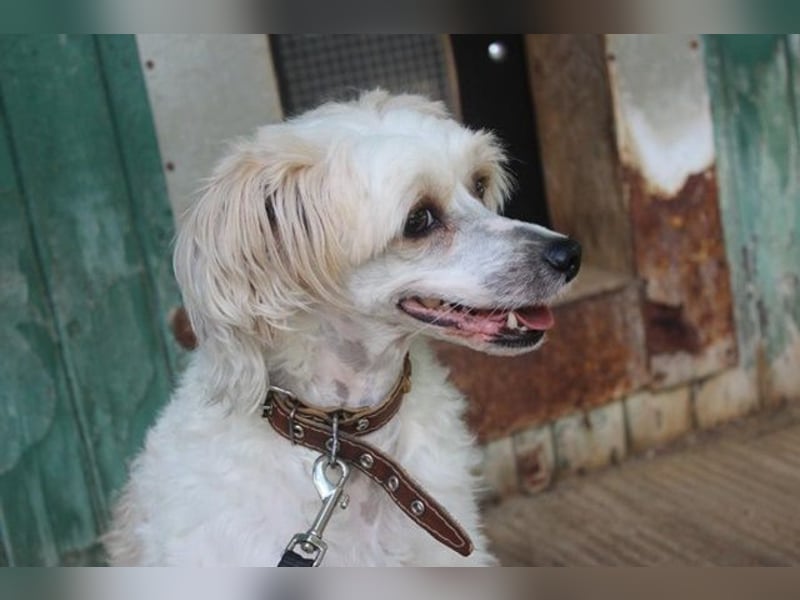 Nougat und Luna, Chinesischer Schopfhund, geb. 2022, Traumpaar sucht erfahrenes Zuhause