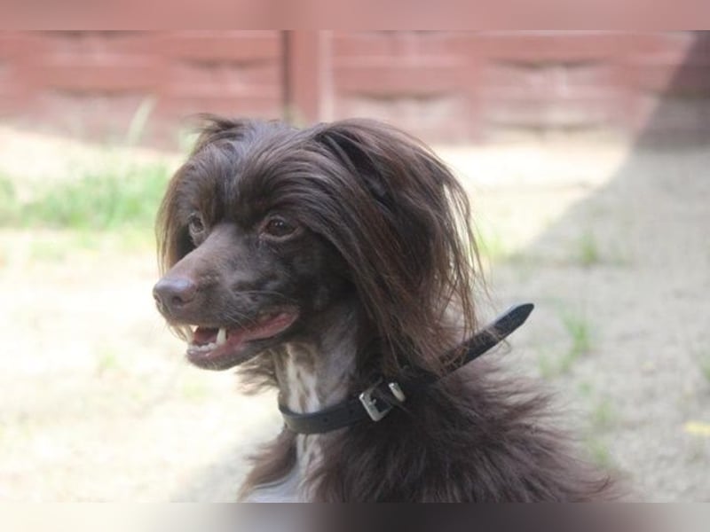 Nougat und Luna, Chinesischer Schopfhund, geb. 2022, Traumpaar sucht erfahrenes Zuhause