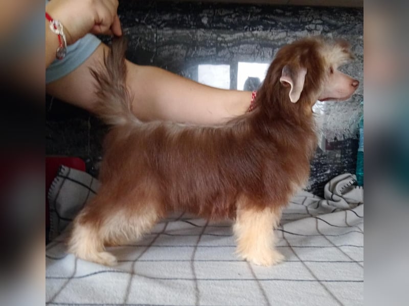 Chinesischer Schopfhund, PP-Mädchen.