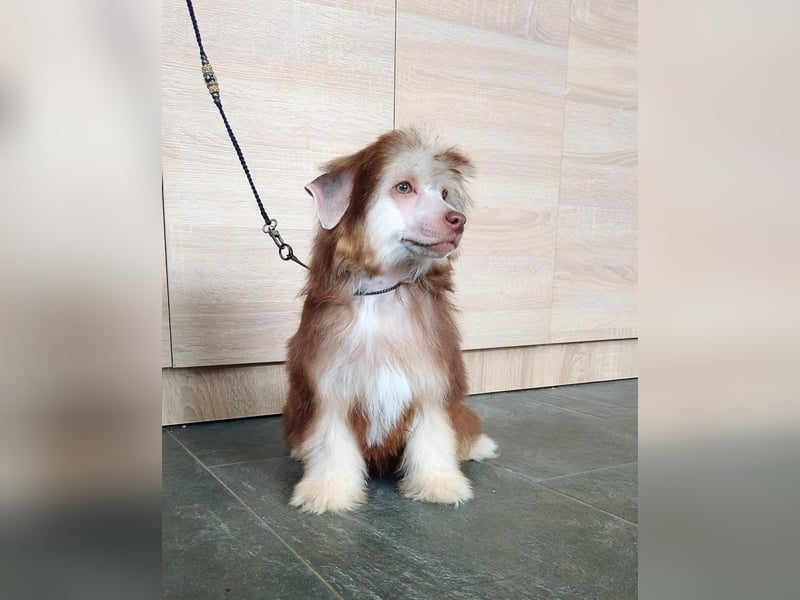 Chinesischer Schopfhund, PP-Mädchen.