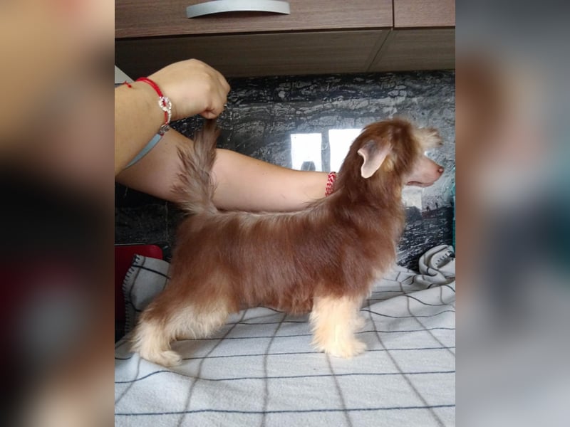Chinesischer Schopfhund, PP-Mädchen.