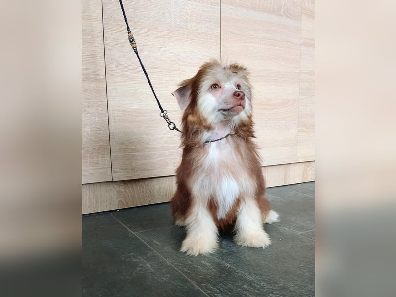 Chinesischer Schopfhund, PP-Mädchen.
