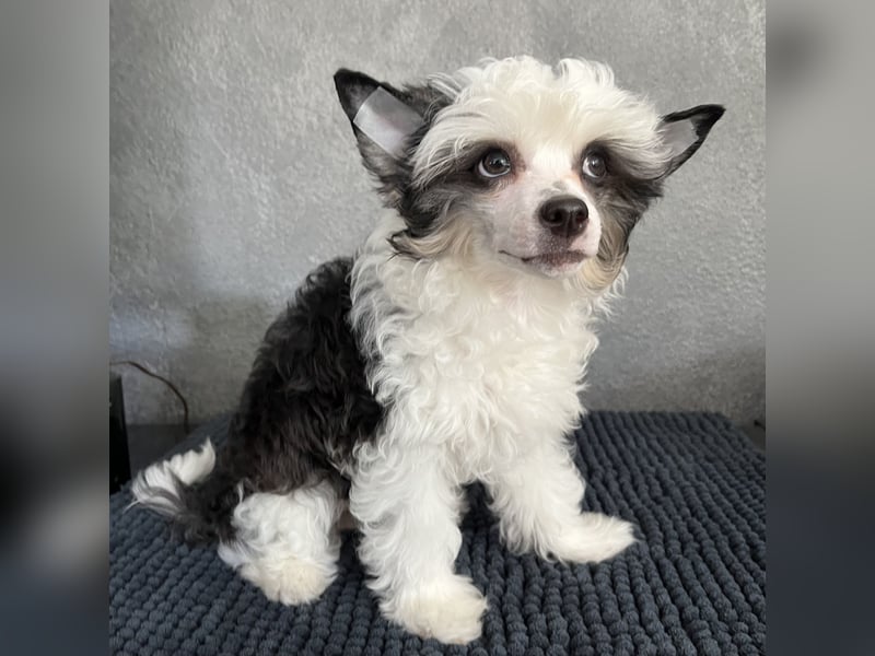 Powderpuff - female