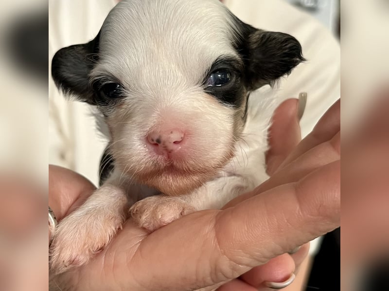 Chinese Crested Powderpuff - female