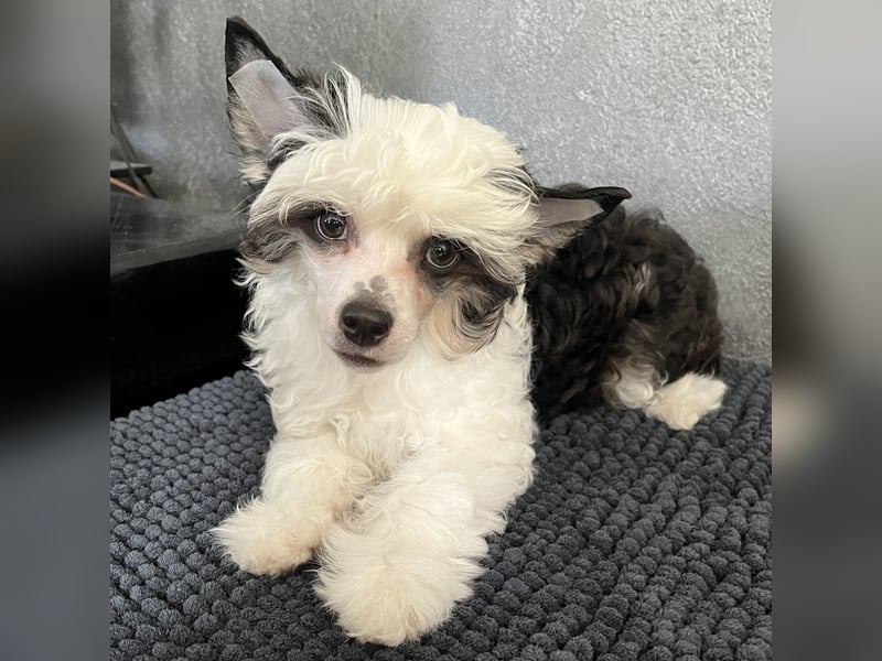 Chinese Crested Powderpuff - female