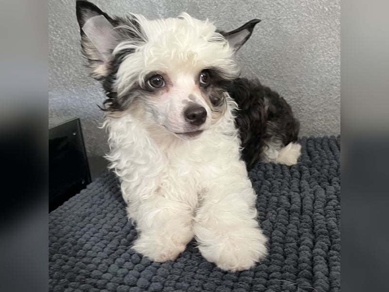 Chinese Crested Powderpuff - female