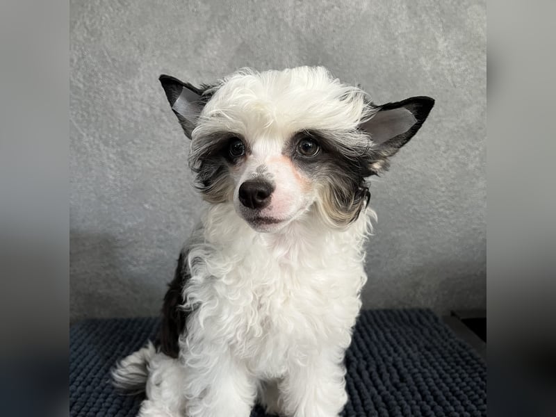 Chinese Crested Powderpuff - female