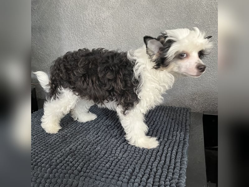Chinese Crested Powderpuff - female