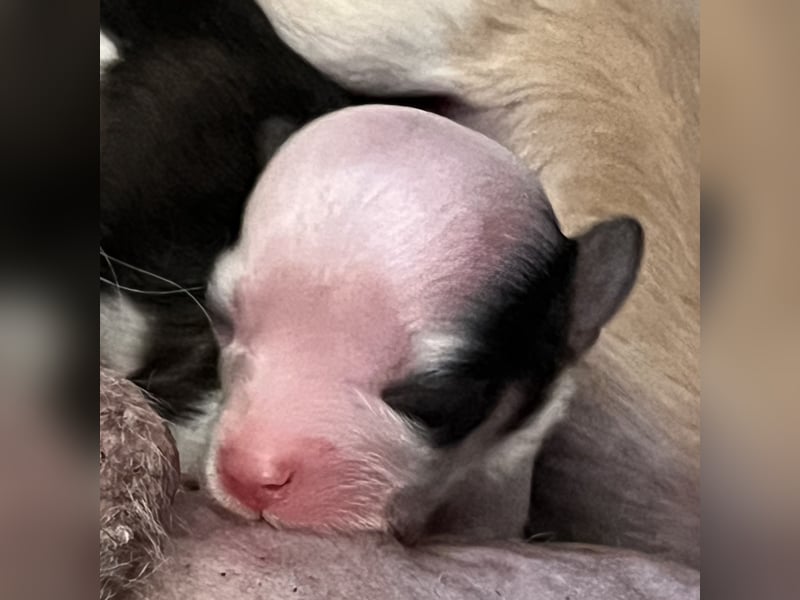 Chinese Crested Powderpuff - female