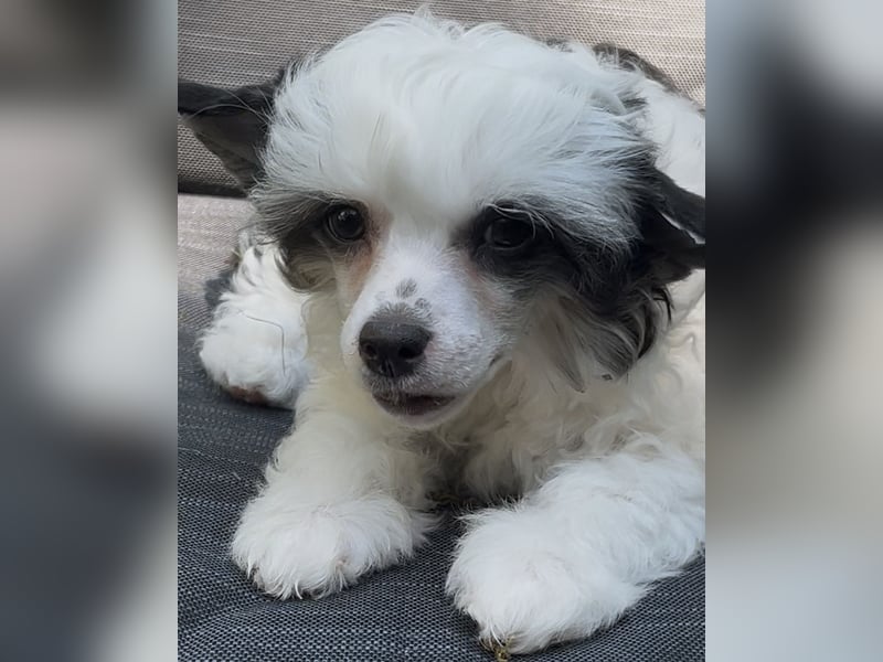 Chinese Crested Powderpuff - female