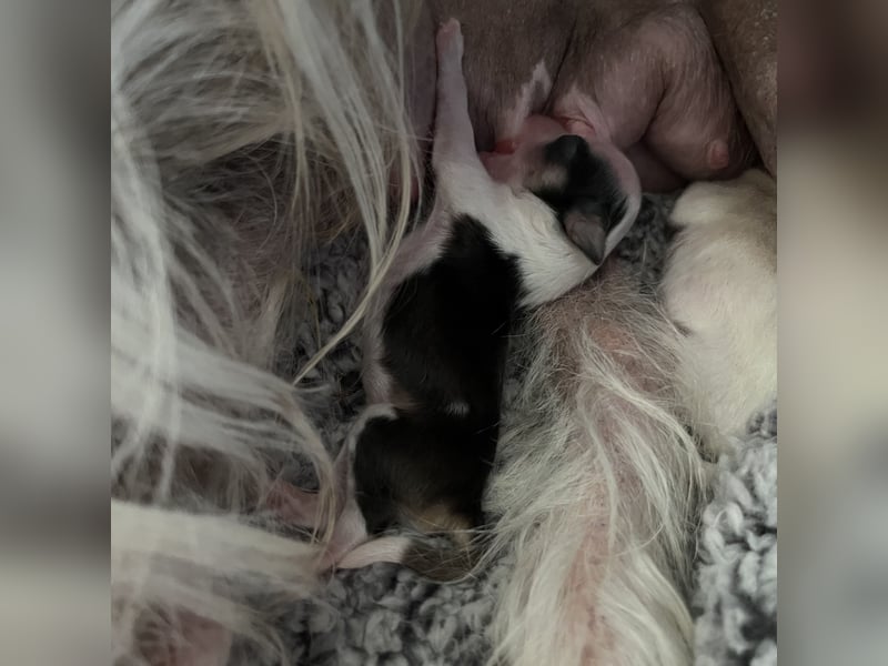 Chinese Crested Powderpuff - female