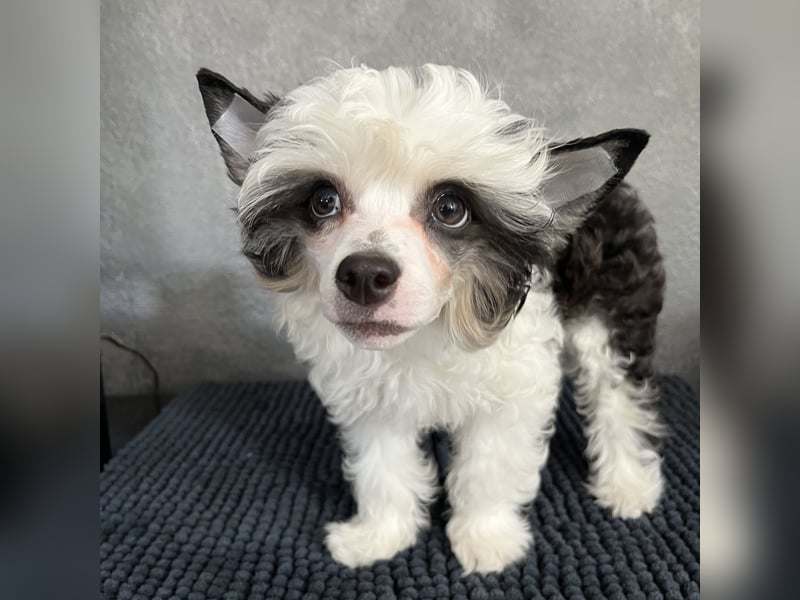 Chinese Crested Powderpuff - female