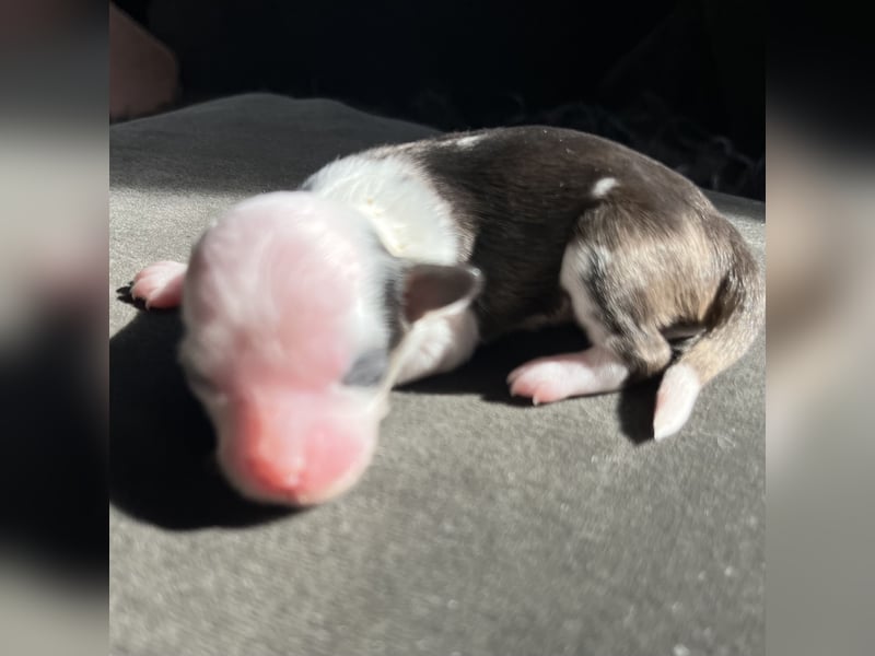 Chinese Crested Powderpuff - female