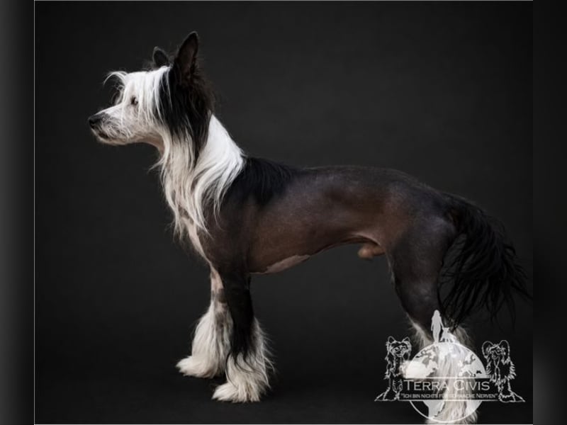 Chinese Crested Valentino - Zuchtrüde & Charmeur