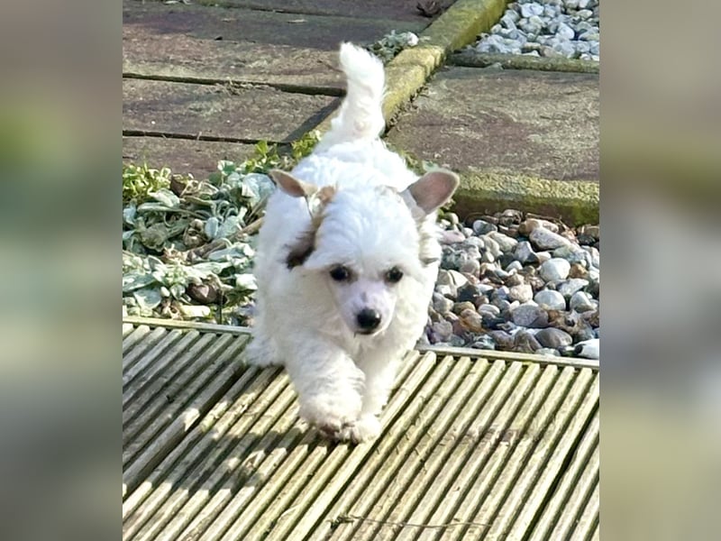 Super süßer Wuschel "Arctic " hält Ausschau !