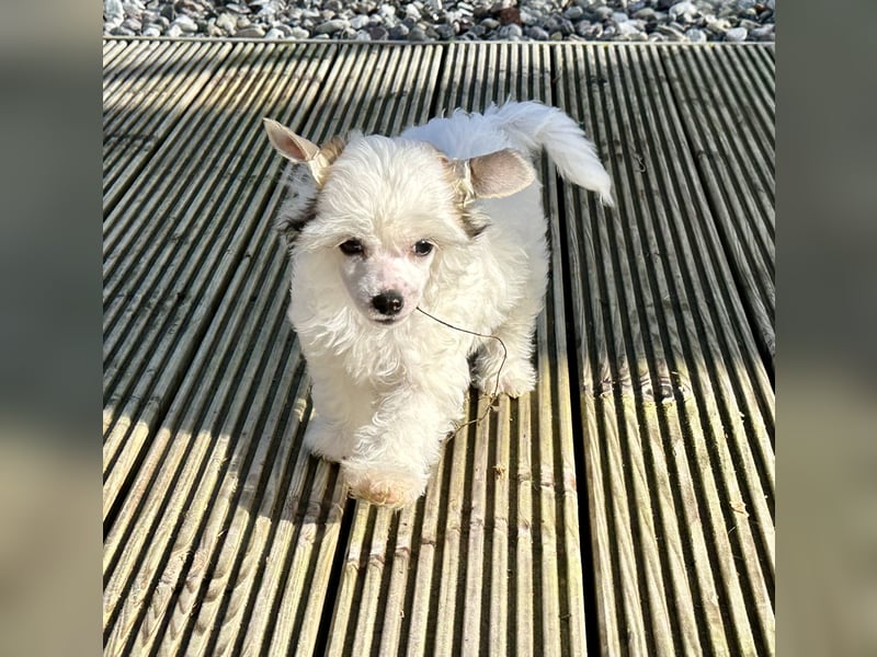 Super süßer Wuschel "Arctic " hält Ausschau !