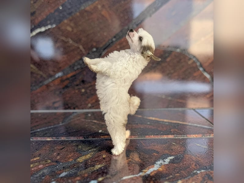 Super süßer Wuschel "Arctic " hält Ausschau !