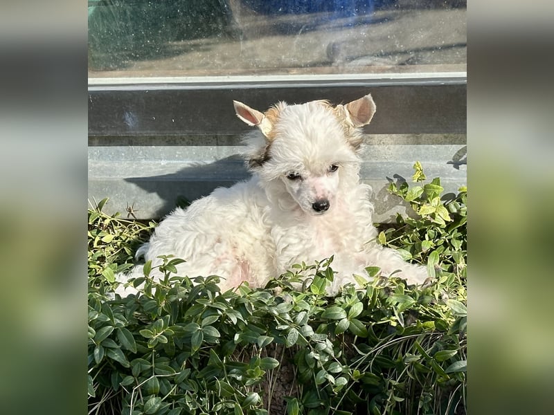 Super süßer Wuschel "Arctic " hält Ausschau !