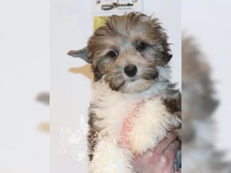 Powderpuff Hündin sucht Dich