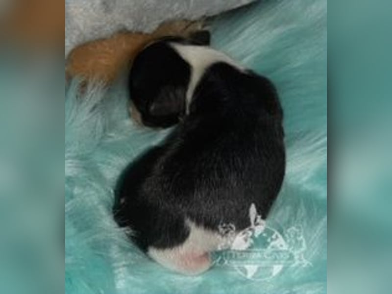 Chinese Crested Dog (Chinesischer Schopfhund) Welpen aus liebevoller Familienzucht