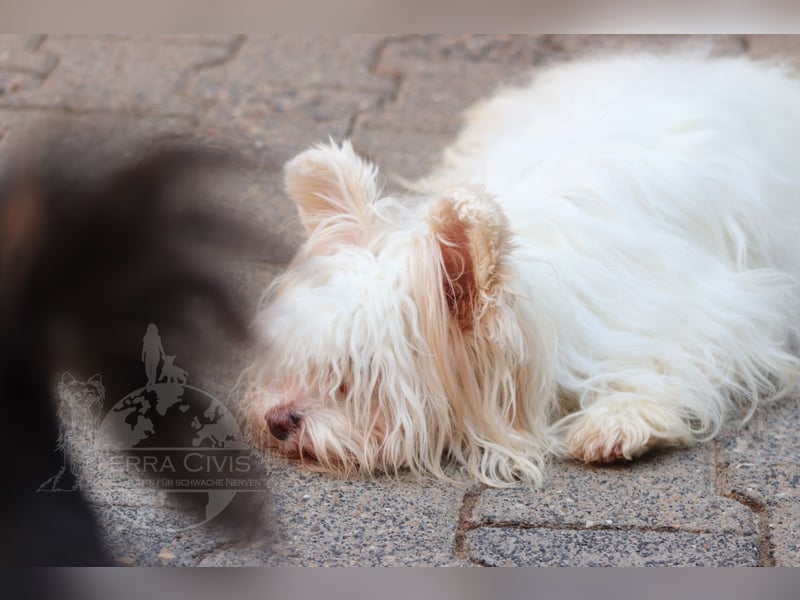 Chinese Crested Powder Puff Hündin